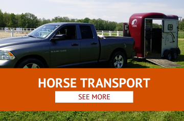 Horse Transport